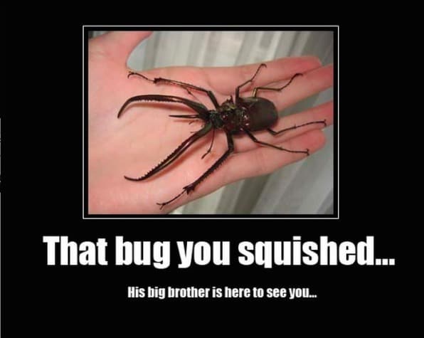 Funny Animal Memes - that bug you squished