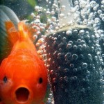 Funny Animal Memes - surprised gold fish