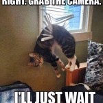 Funny Cats Memes -ill just wait