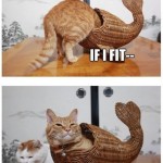 Animals Memes: cat fish