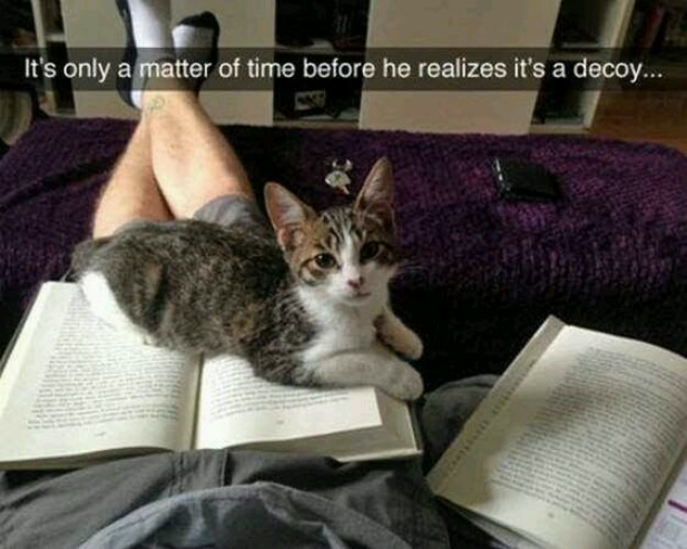 Cat is fooled by decoy book